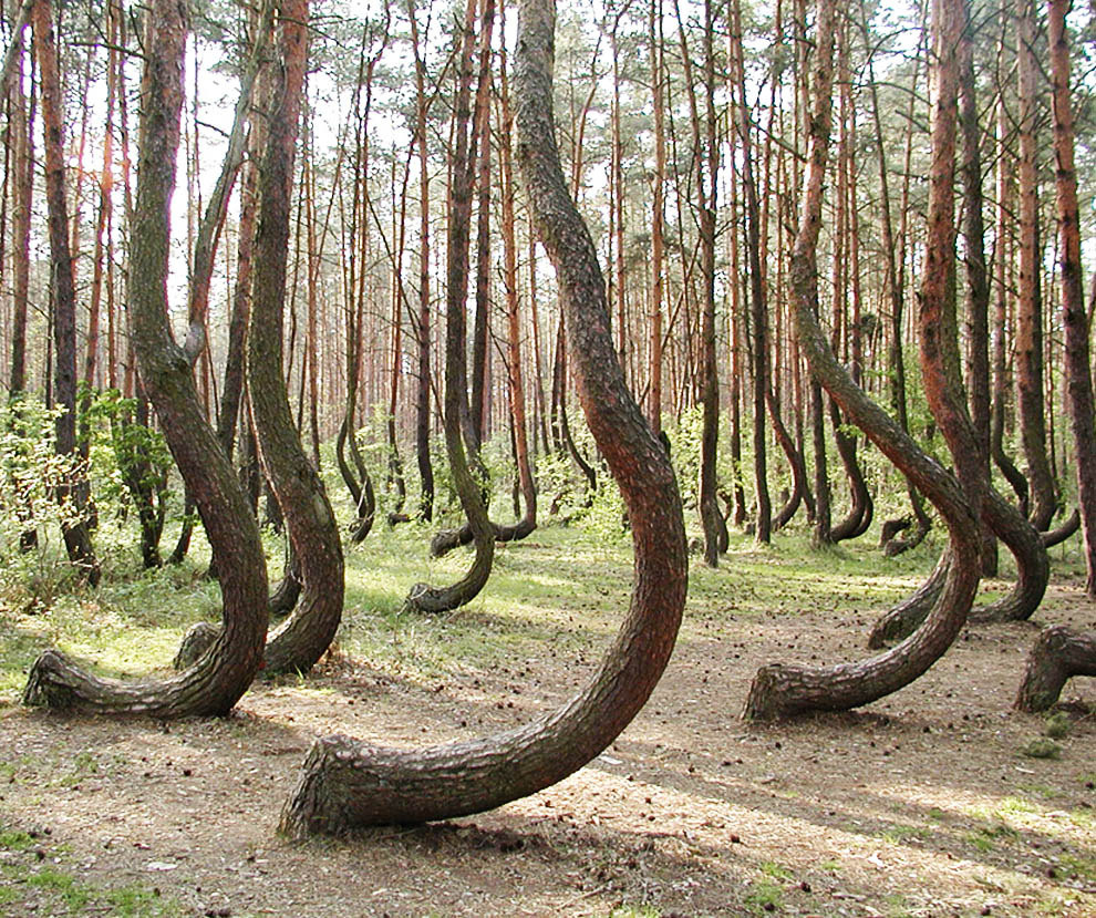 No one knows for sure what made the trees grow like this, although most believe humans had something to do with it.
