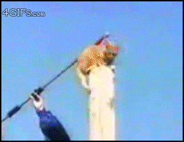 Is clearly not a bird or plane.He's all cat, baby.
