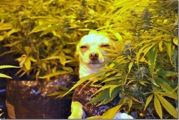 This is what stoned looks like.
