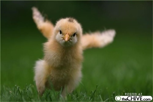 Chicks were going nuts!