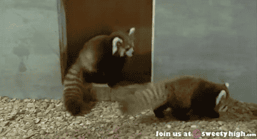 Animals March Madness Round One Chameleons Vs Red Pandas Animals March Madness Round One Chameleons Vs Red Pandas