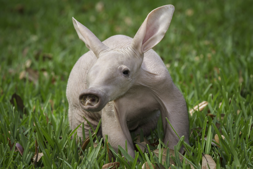 Look how ugly-cute you are in that grass. Your wrinkly grey skin looks like it smells, yo, but you're a baby, and every baby smells good in a picture.