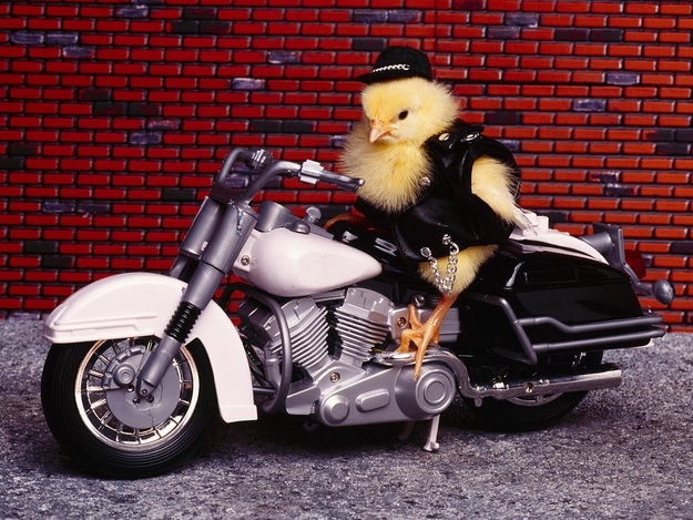 Literal biker chicks are now a thing. Stop laughing. It isn't cute. It's sad. SAD.