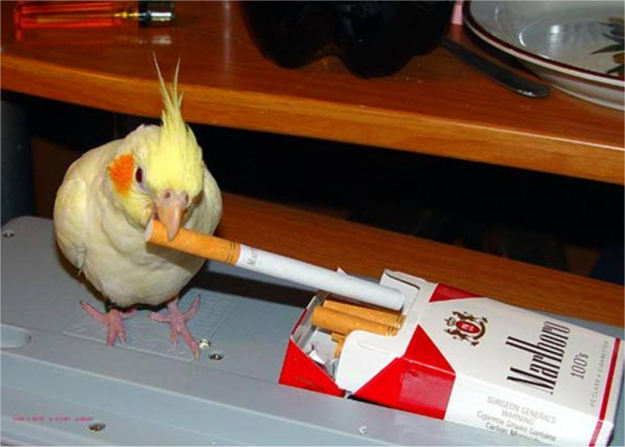 Shockingly, an estimated 1 in 4 parakeets smokes at least a pack a day. Recent studies show that over the course of the past decade, cockatiel cigarette usage rose from 1 in every 50 birds to 1 in every 15 birds. The tobacco industry won't rest until every feathered creature develops emphysema.