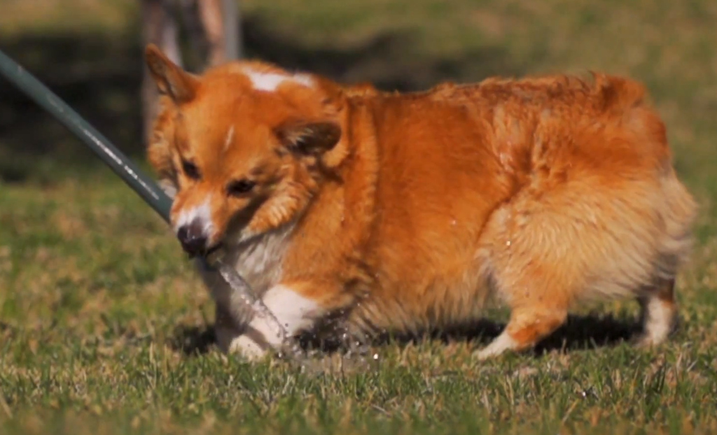 VIDEO OF THIS PUP