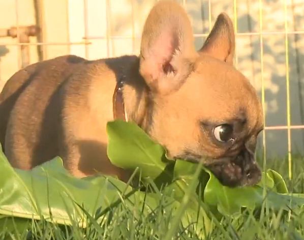 VIDEO OF THIS PUPIt's ok...dogs can't eat chocolate either.
