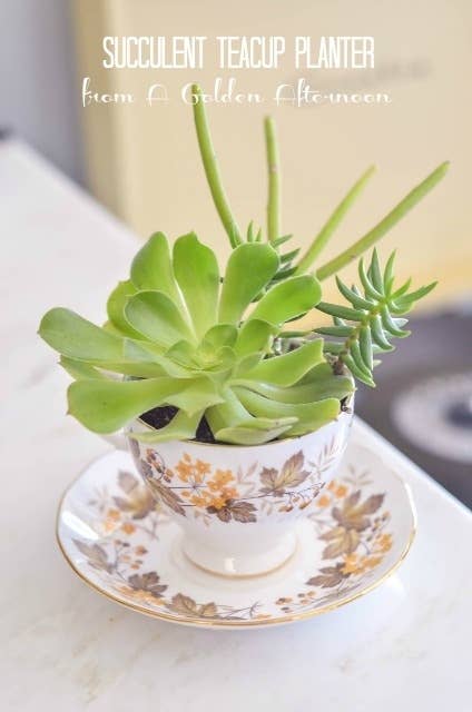 A quick note about planters: the man who I buy my succulents from, who has run the same wonderful succulent nursery in New York for the past 35 years, strongly recommends only putting them in planters that can drain. They're hearty little guys and conditions can vary, but if you'd like to be on the safe side, make sure to have a hole or two in the bottom of any planter you might make or buy. Directions here.