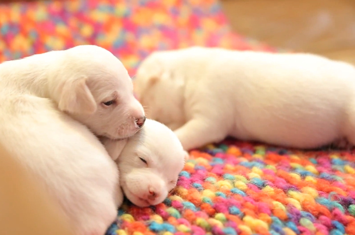 Young puppies get cold easily, so they are notorious for snuggling up with their brothers and sisters.