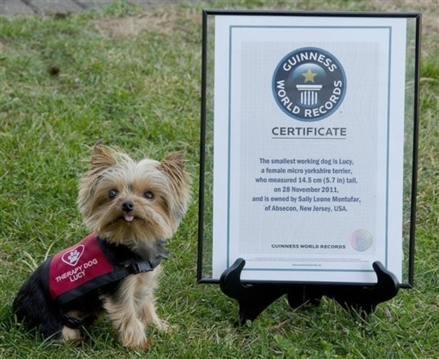 At just just 2 1/2 pounds, Lucy holds the record for world's smallest working dog. But don't be fooled by her vest that says "therapy dog." She actually has the strength of a horse and is rather good at pulling sleighs.
