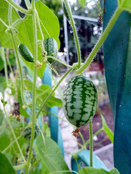 I Hate Cucamelons - Laidback Gardener