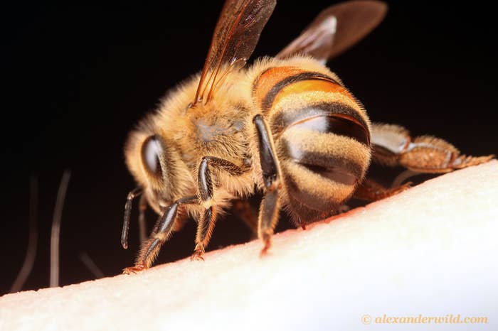 In a swinging motion the Honey bees swing their abdomens thus signaling to one another the impeding attack.