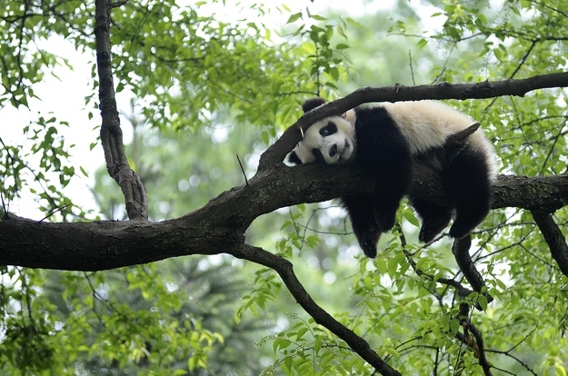 A giant panda rests on a tree... I know you just want to climb up there and hug him.