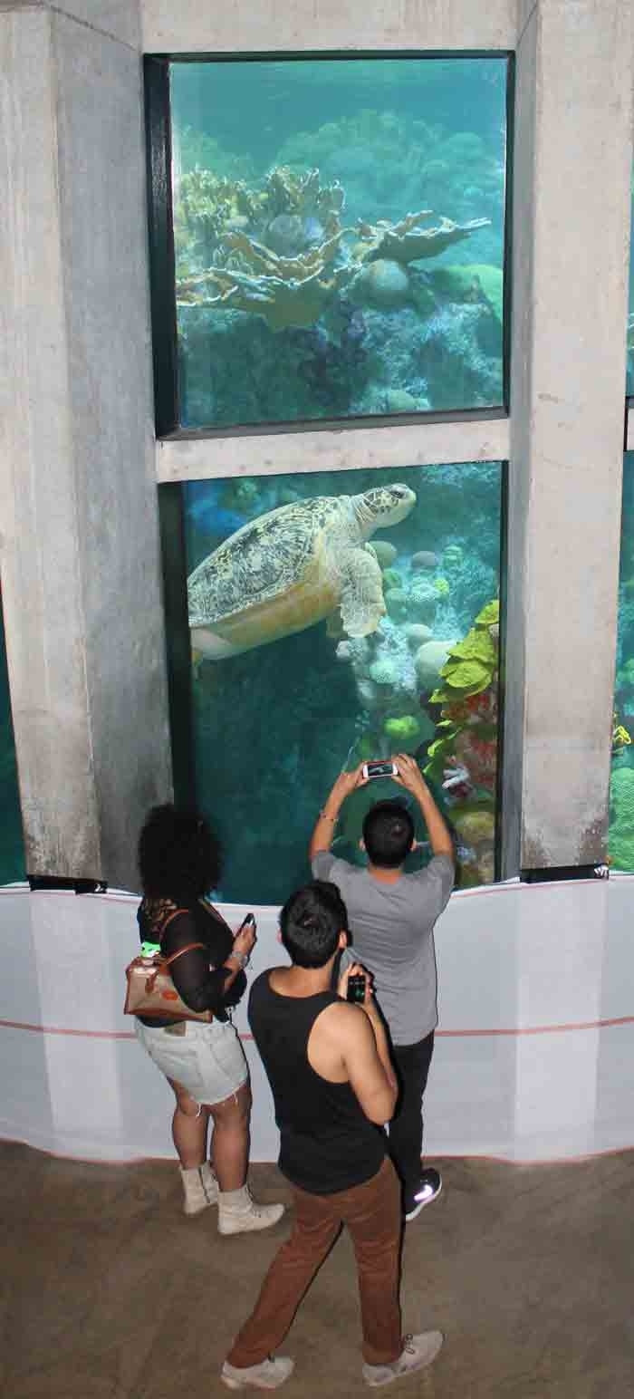 This one is a green sea turtle named Myrtle. She weighs in at between 530 to 560 pounds. Like all the turtles at the Aquarium she wouldn't survive in the wild. She has been in aquariums for so long (decades longer than the current aquarium in Boston existed) it is unlikely she would know how to forage. Some of the other turtles were rescued and have severe injuries (eyesight loss) that would make it tough to hunt for food.