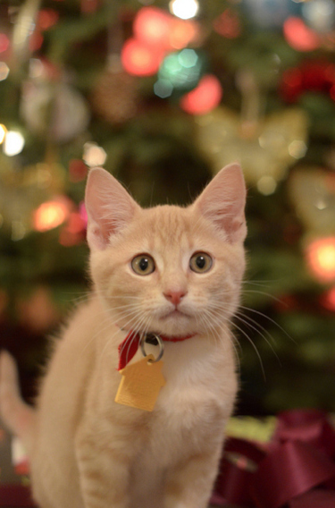 Graham Loudermilk was adopted right at Christmas time, and his story was especially adorable - you might remember it going viral right here on BuzzFeed!