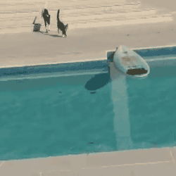 anigif_enhanced-buzz-2581-1367858511-2.g