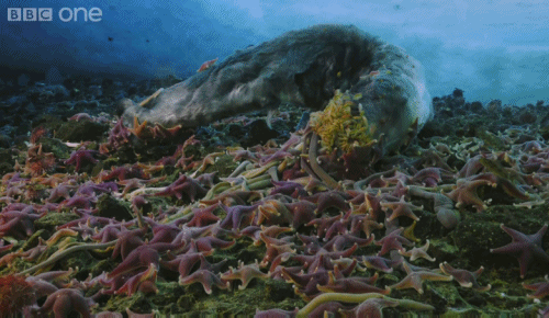 Have I ruined starfish for you?Answer: Seamonsters! I hope to God you got this one right, because if you didn't, who the hell are you hanging out with?!