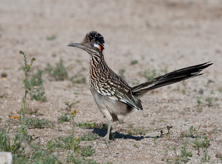 This amazing bird just wants you to understand that it's better than you. It doesn't care if you don't care... YOU SHOULD CARE.