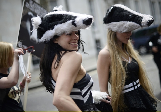 On 1 June, as well as demonstrations by the English Defence League and British National Party, women dressed up to protest against the cull of badgers. After protesting, these women chased the far-right protesters through central London.