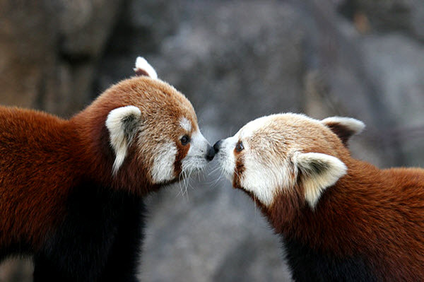 13 Reasons Red Pandas Are The Best