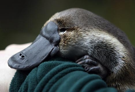 Its a semi aquatic egg-laying mammal of action!