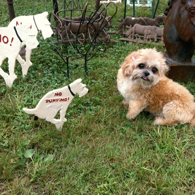 She is a delightful 10-year-old shih tzu who appreciates the power of a good barrette and her tongue doesn't fully fit in her mouth.