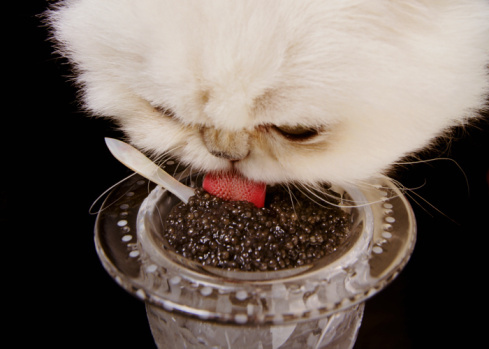 Kenley is trying hard to hide her disgust that she has to choke down British caviar like some kind of stray.