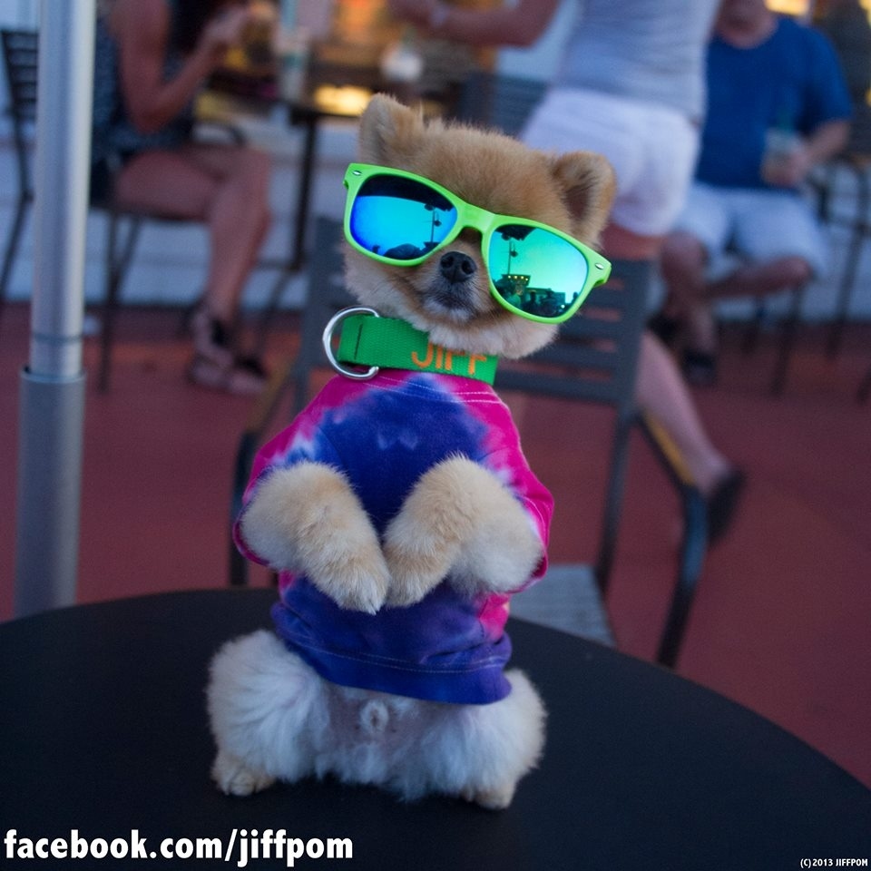 Jiff The Pomeranian Is Definitely The Most Talented Dog There Ever Was