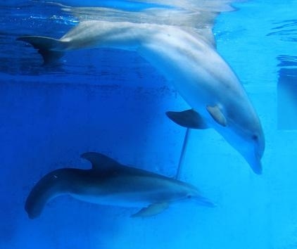 How Winter The Dolphin Inspires The World