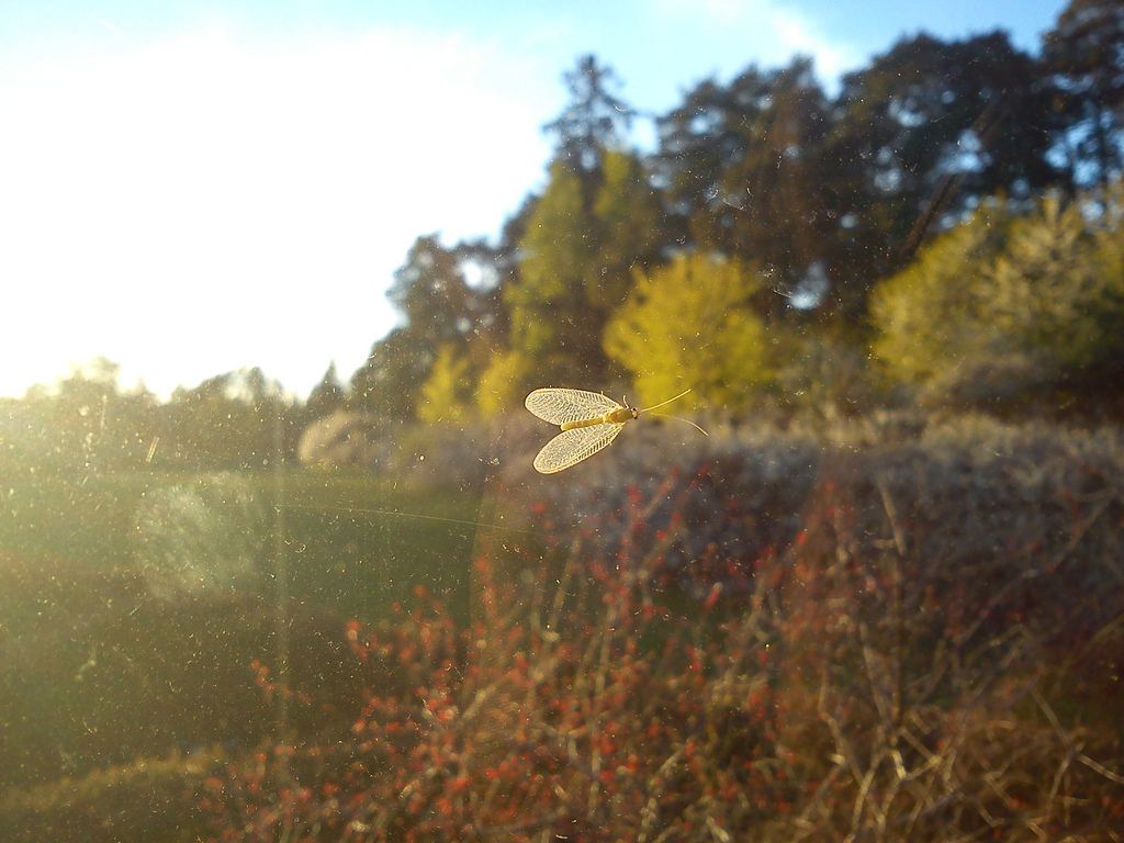 I must kill this bug, or at least stare it down as it is no doubt trying to intimidate me.