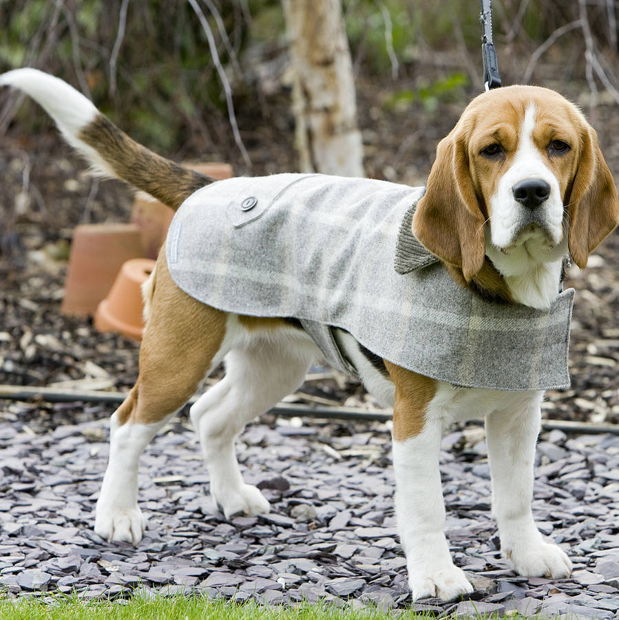 These are winter tones! I'm a summer dog. I… oh, what's the point...