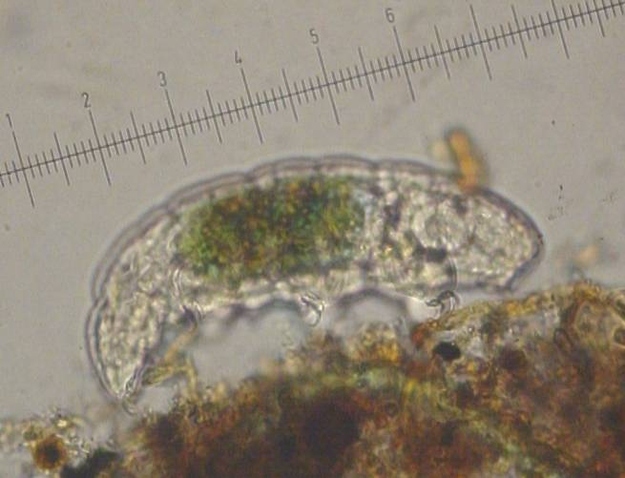 Tardigrades are usually just 1 millimeter (0.039 inch) long when they are fully grown.
