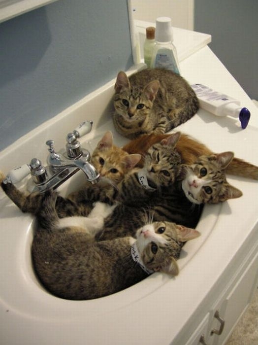 Like drops of water through a leaky faucet, so are the cats of this sink.Also: SINK PARTY!