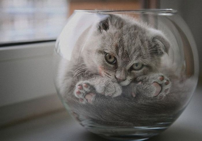 While it is plausible that Fishbowl Cat is merely studying her second favorite prey's preferred domestic environment (her first favorite prey is Lasers), she seems pretty suspiciously liquidated to me.