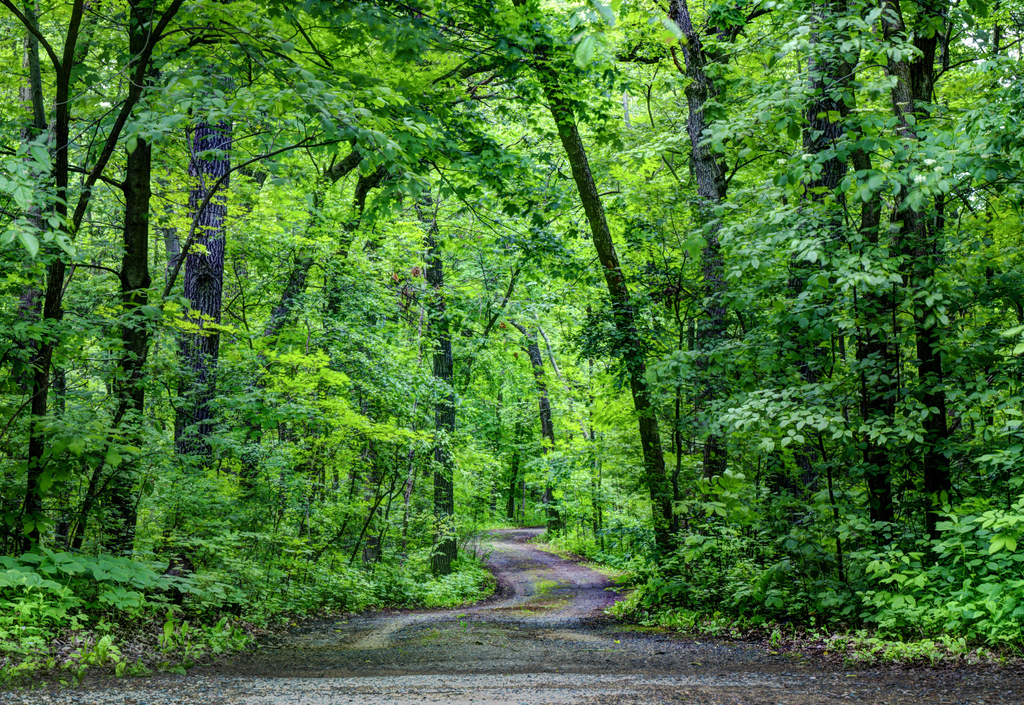 Taken near the St. Croix River in Arcola, MN.