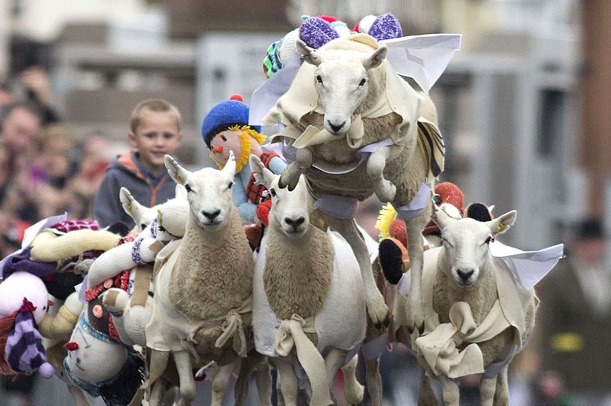 12 Reasons Sheep Racing Should Be Your New Favourite Sport