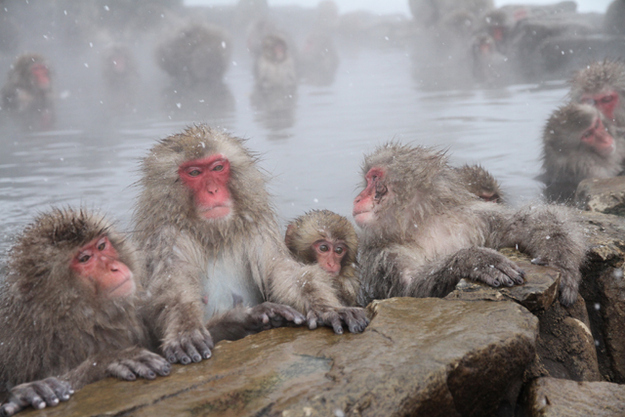 In Japan, Even Animals Like To Sit In The Hot Springs