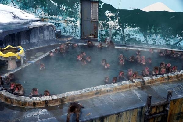 This is another popular hot spring site for snow monkeys.