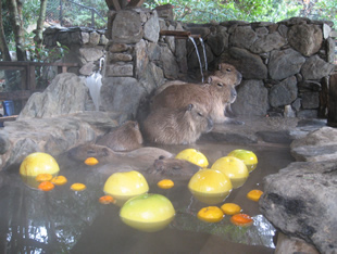 Sometimes the staff would throw in some citrus and pomelo fruits to make it even more relaxing. It’s like capybara spa!