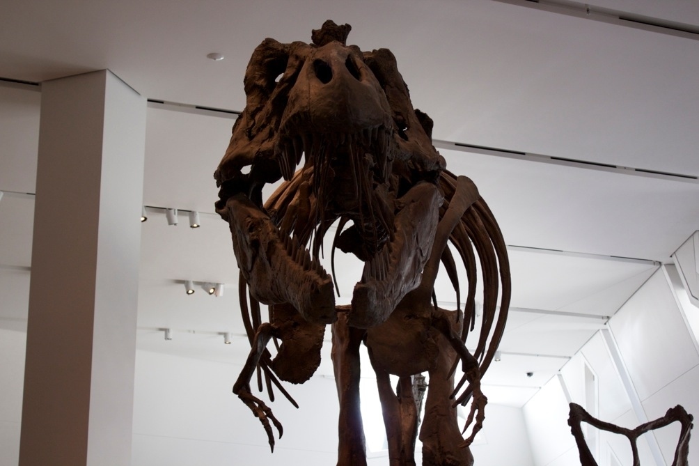 We're talking about giant reptiles that are more than 65 million years old. These are from the Royal Ontario Museum in Toronto. Other fine collections of Dinosaurs can be found at the Carnegie Museum of Natural History in Pittsburgh, the American Museum of Natural History in New York, and the Natural History Museum in London (among others).