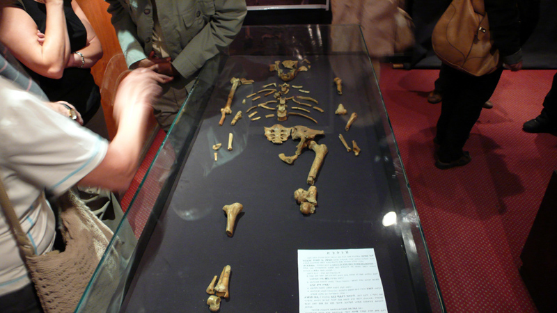 Lucy, a 3.5 million old hominin fossil, can be seen at the National Museum of Ethiopia in Addis Ababa.