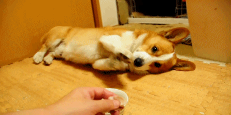 12 Corgis Who Have Been Ruined By Fame