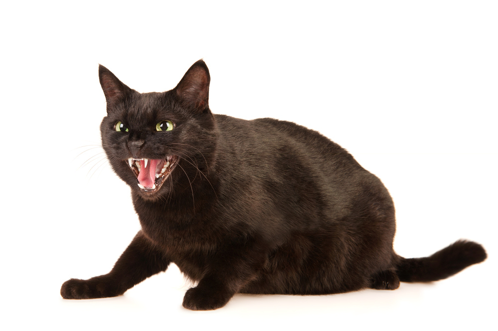 The superstition of black cats stems from a belief that they're witches' familiars, a stereotype that was probably perpetuated by "dog people."(Source)