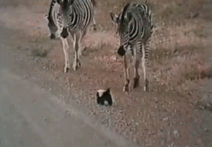 A full week of the crazyass nastyass honey badger. Watch, or don’t, honey badger don’t care.