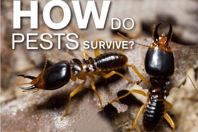 Pests can be a poor addition to the home or office, but let’s face it they are pretty fascinating. According to Terry Erwin of the Smithsonian Institution’s Department of Entomology, there are an estimated 30 million species of insect living today. At a given time there are an estimated 10 quintillion (10,000,000,000,000,000,000) insects alive. That’s 19 zeros! The United States alone is said to contain 91,000 described species. You might be asking how do insects survive so well? Why are there so many pests?There are several factors that have lead to the survival of insects and pests including the capability of flight, adaptive environment ability and remarkable fertility. Here a few insects and some incredible facts about their survival.Source: Smithsonian Institution’s Department of Entomology