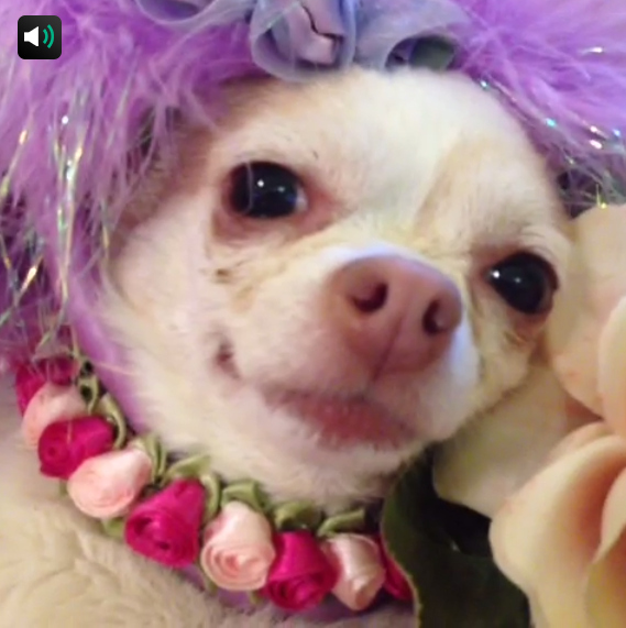 17 Most Amazing Dog Vines