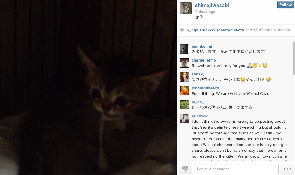*We recommend you not to watch this video if you don't want to see a suffering kitten. The owner takes the video to keep a record of Wasabichan's condition. @jessiepon says, "There is nothing you can do for her when she's having seizures, other than observing her quietly."