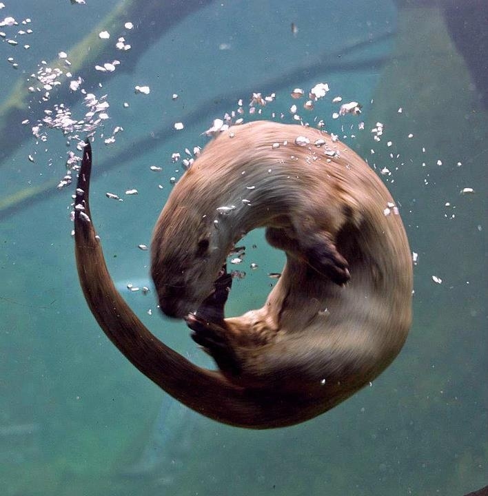 14 Surprising Facts About Sea Otters