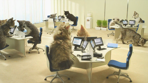 Image result for animal working gif