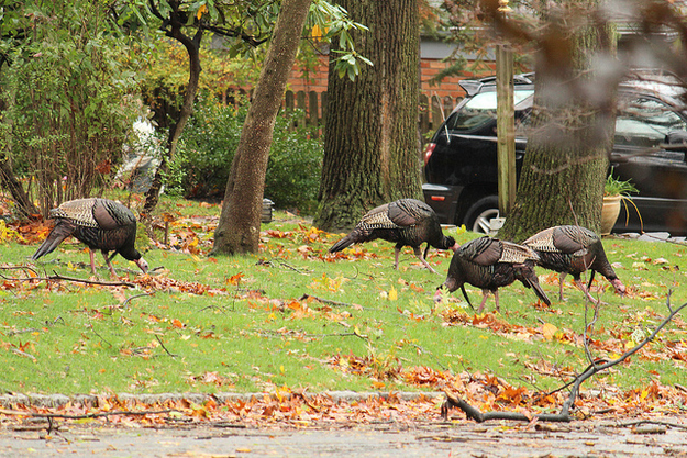 Wild turkeys from the nearby South Mountain Reservation, foraging in the morning.