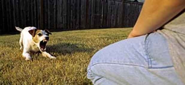 Dogs enjoy new friends....
